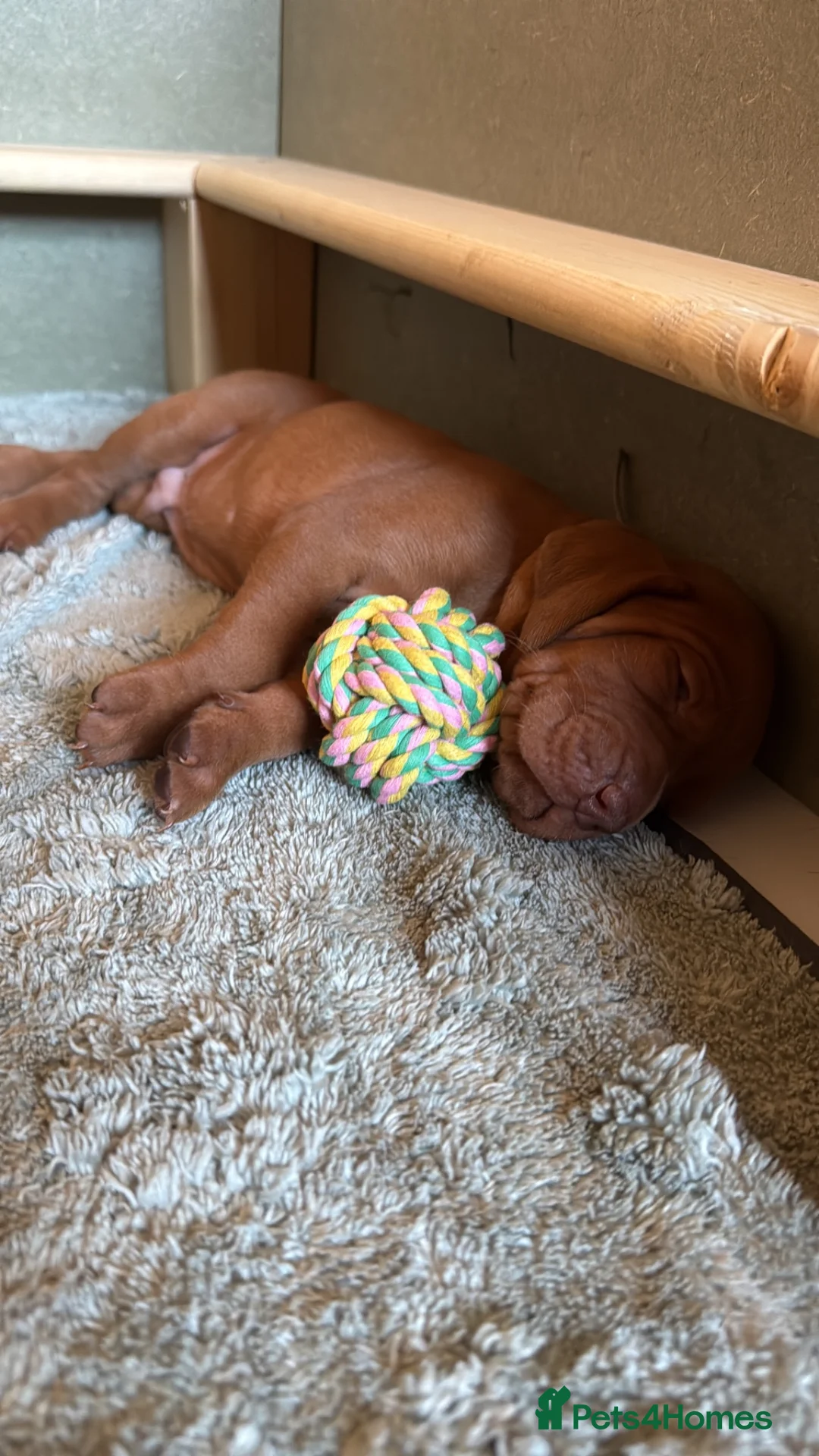 Hungarian Vizsla dogs for sale: Exceptional KC Pedigree Hungarian Vizsla’s 13 jun - Advert 1