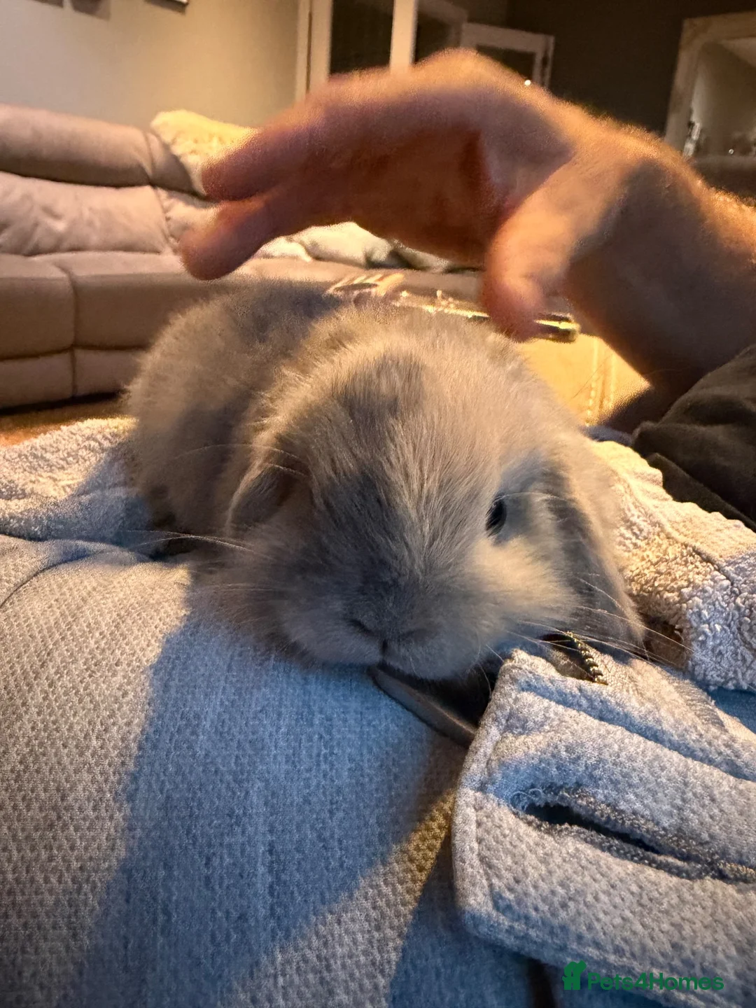 Mini Lop rabbits for sale: Minilops  - Advert 7