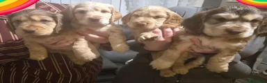 Cocker Spaniel Puppies x 4