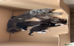 British Longhair cats for sale: Kittens for sale!! in Highbridge - Image 12