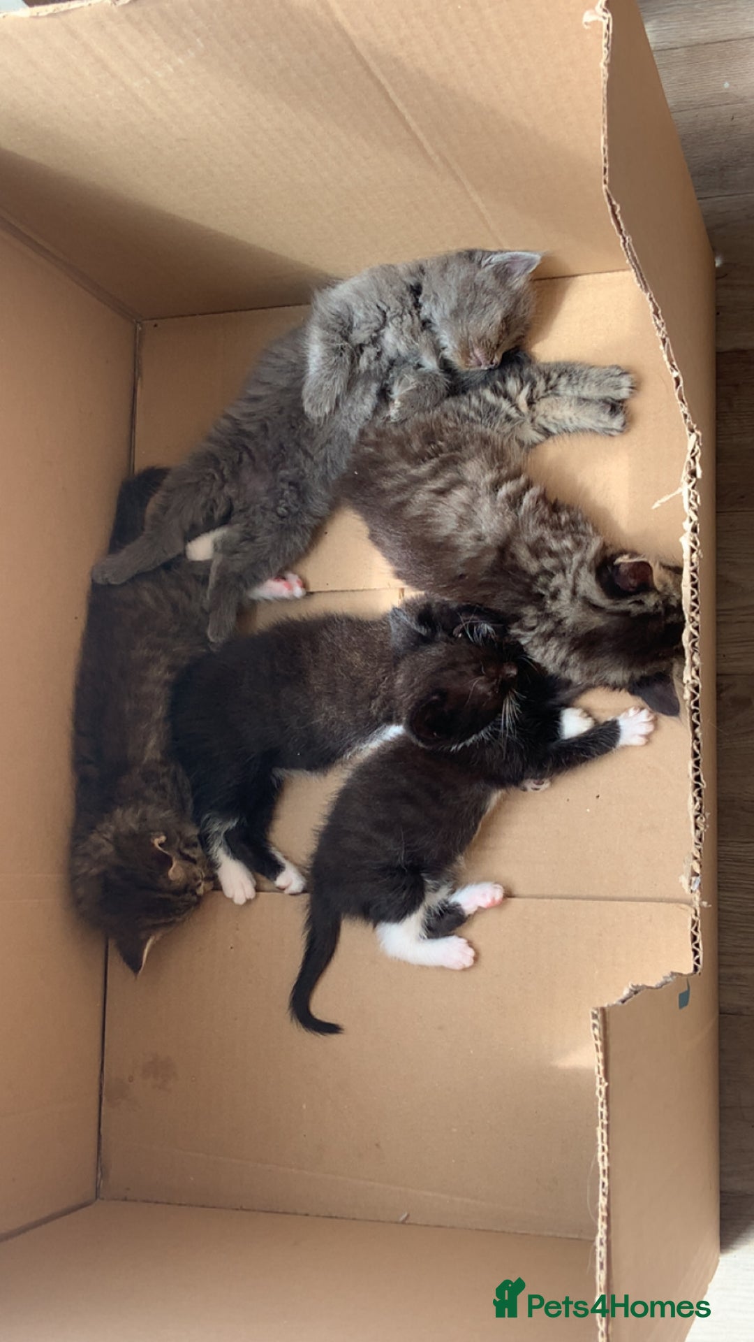 British Longhair cats for sale: Kittens for sale!! in Highbridge - Image 12