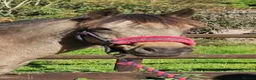 Welsh Section C horses for sale: Cuddles - Best family saught for this super boy  - Advert 3