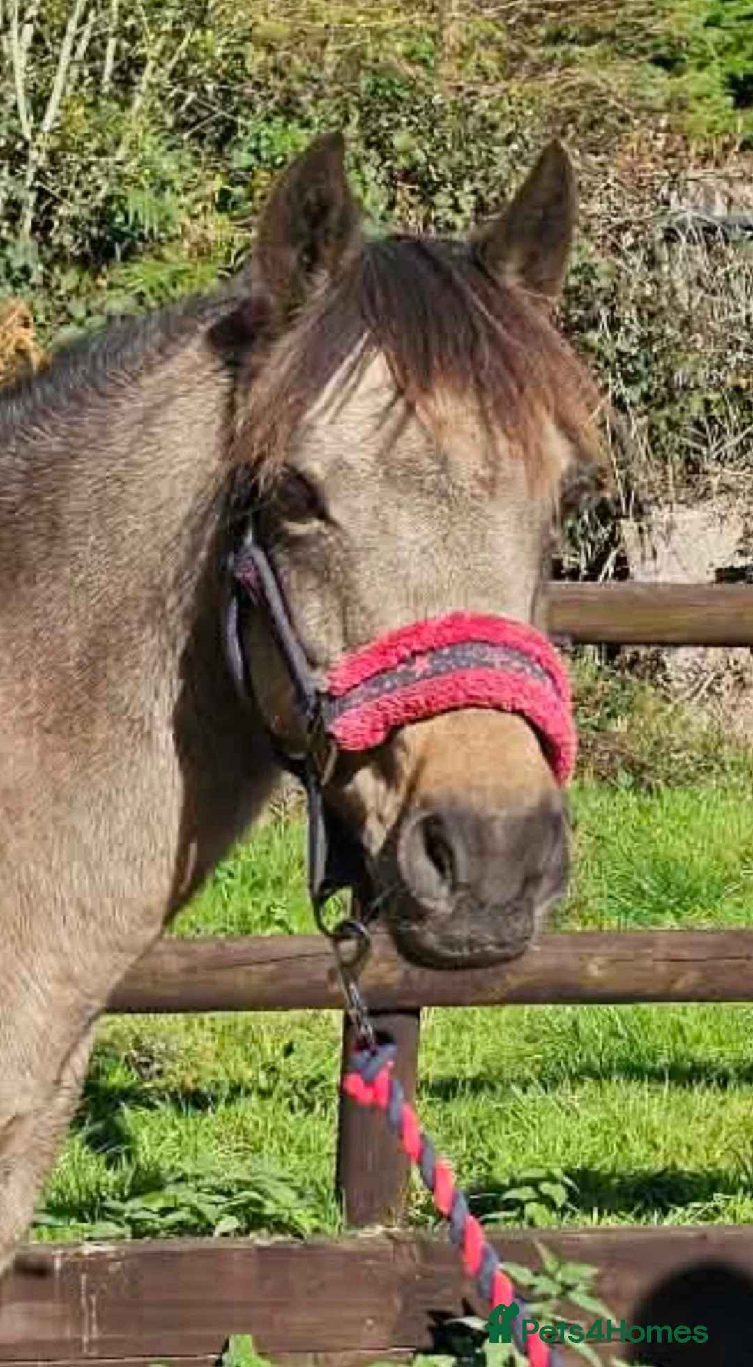 Welsh Section C horses for sale: Cuddles - Best family saught for this super boy  - Advert 3