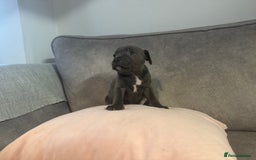 Staffordshire Bull Terrier dogs for sale: Blue Staffordshire Bull Terriers Staffy staffie - Image 21