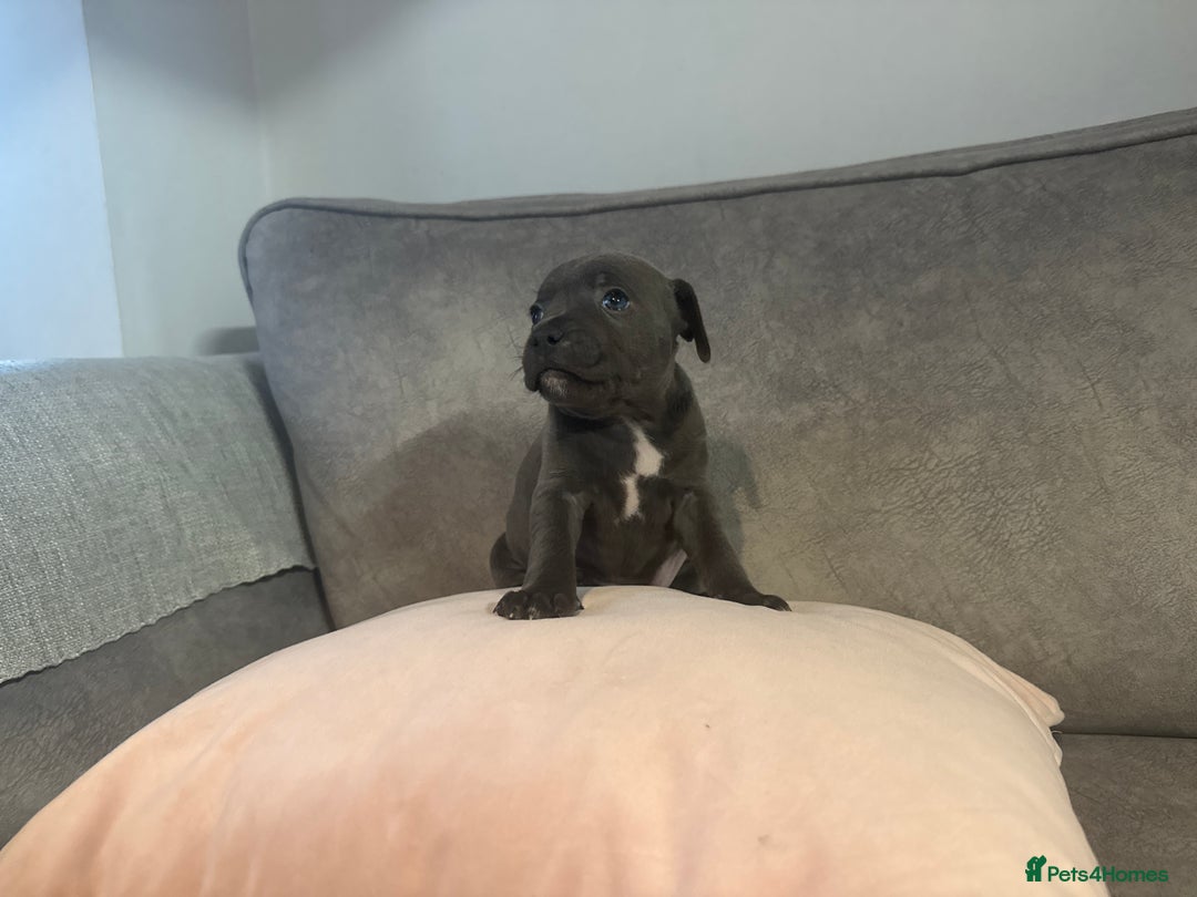Staffordshire Bull Terrier dogs for sale: Blue Staffordshire Bull Terriers Staffy staffie - Image 21
