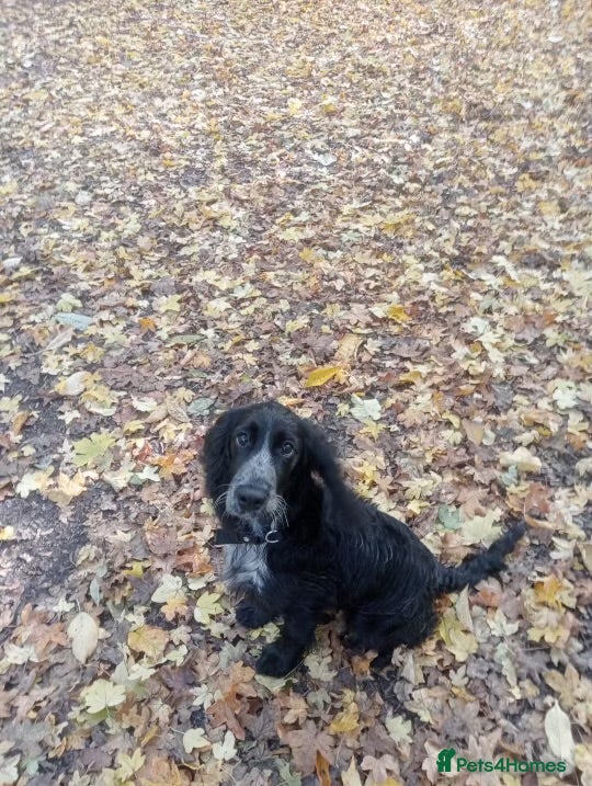 Cockapoo dogs 6-Month Cockapoo Puppy – Experienced Owner Only - Advert 14