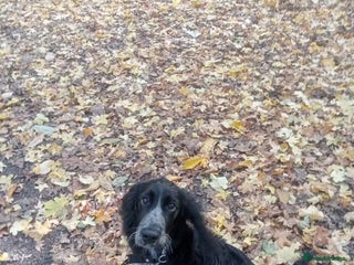 Cockapoo dogs 6-Month Cockapoo Puppy – Experienced Owner Only - Advert 1