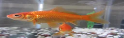 Goldfish fish for sale: Goldfish for sale  in Ellesmere Port - Advert 2