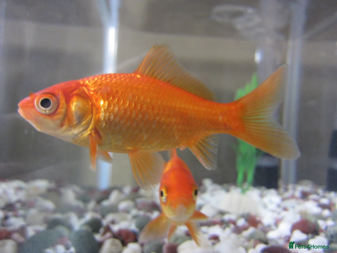 Goldfish fish for sale: Goldfish for sale  in Ellesmere Port - Advert 2
