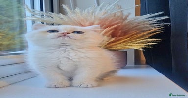 British Shorthair cats LAST KITTEN - Rare Golden Lilac Point BSH Girl - Advert 5