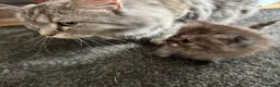 Persian cats for sale: 3 Cute Persian Kittens available Ready To Leave! in London - Advert 11