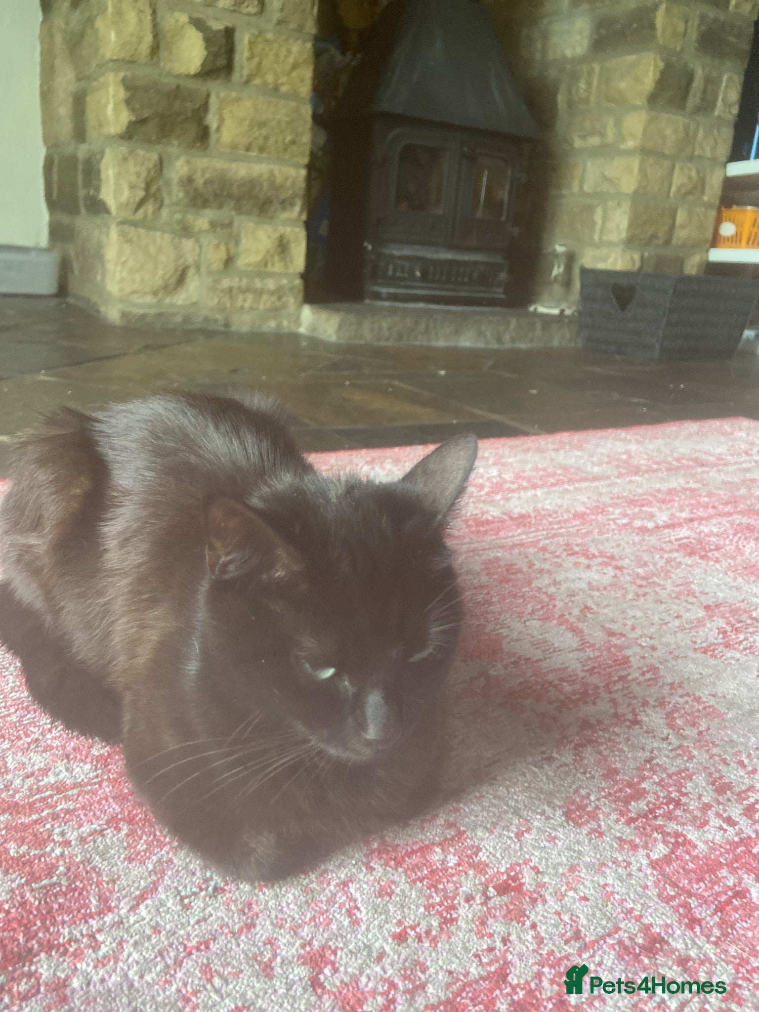 Mixed Breed cats Beautiful loving kittens - Advert 5
