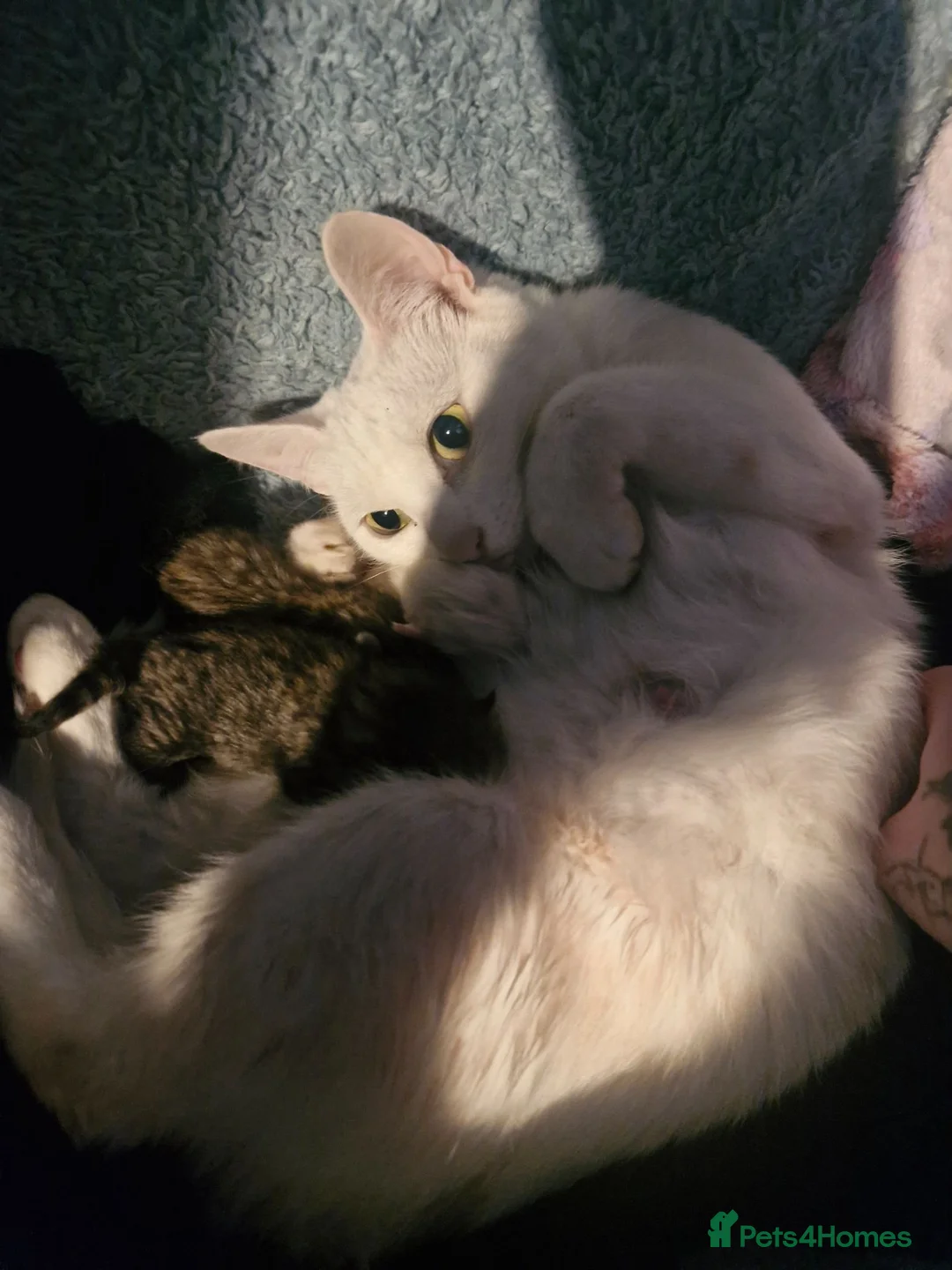 Mixed Breed cats for sale: 2 little kittens ready today in Coventry - Advert 1