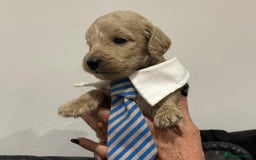 Bernedoodle dogs for sale: F1B STANDARD  BERNADOODLE LAST FEW - Image 24