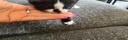 Mixed Breed cats for sale: 3 male kittens for sale  - Advert 6