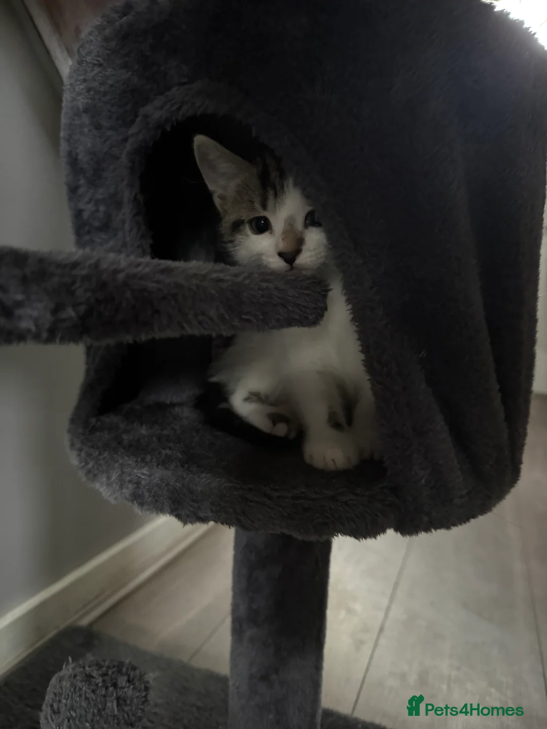 Mixed Breed cats for sale: Two kittens  - Advert 9