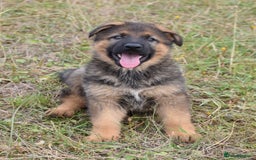 German Shepherd dogs for sale: Adorable big German Shepherd pups - Image 6