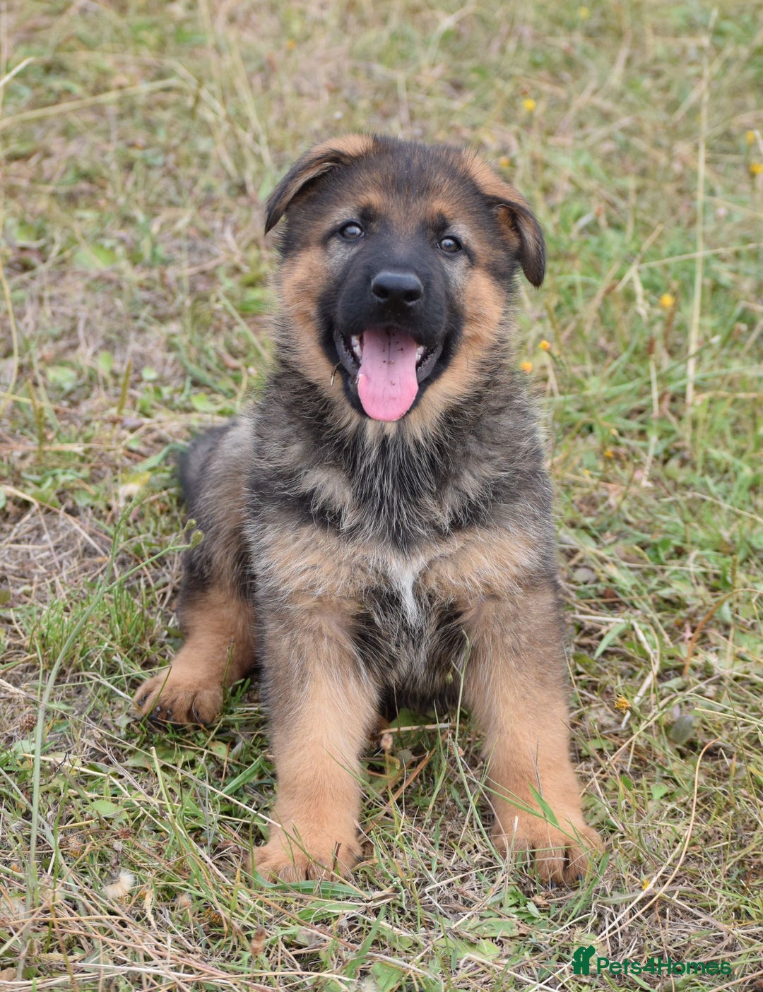German Shepherd dogs for sale: Adorable big German Shepherd pups - Image 6