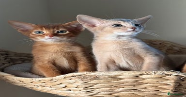 Abyssinian cats - Advert 15
