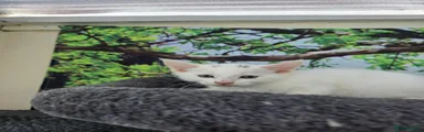 Turkish Angora 2