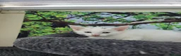 Turkish Angora cats for sale: Cute kittens in Leigh-on-Sea - Advert 11