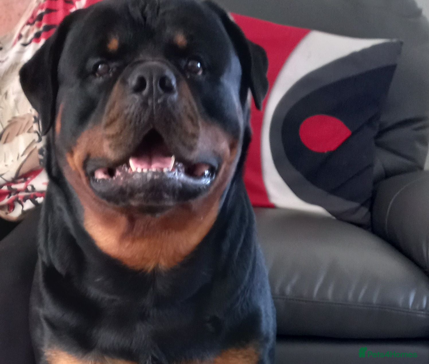 Rottweiler dogs Large Rottweiler  for stud  - Advert 2