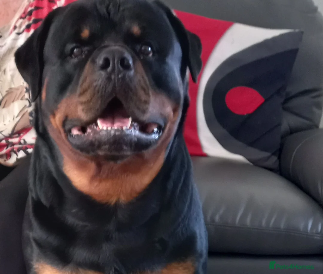 Rottweiler dogs for stud: Large Rottweiler  for stud  in Manchester - Advert 1