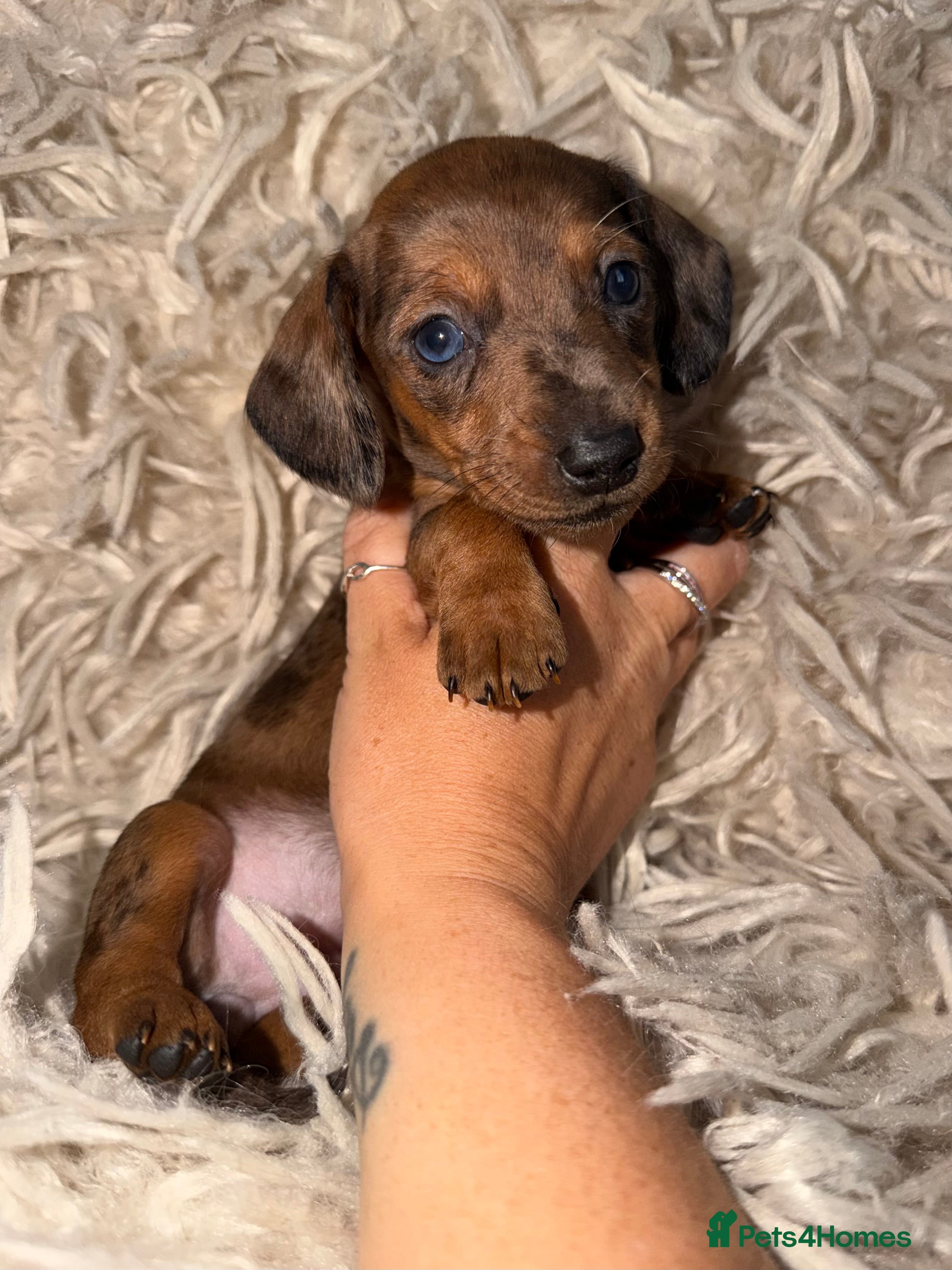 Miniature Dachshund dogs Kc registered kaninchen dachshunds  - Advert 3