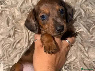 Miniature Dachshund dogs Kc registered kaninchen dachshunds - Advert 3