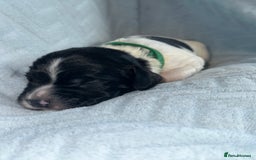 English Springer Spaniel dogs for sale: English springer spaniel.Ready to leave 21/11/25 - Image 30