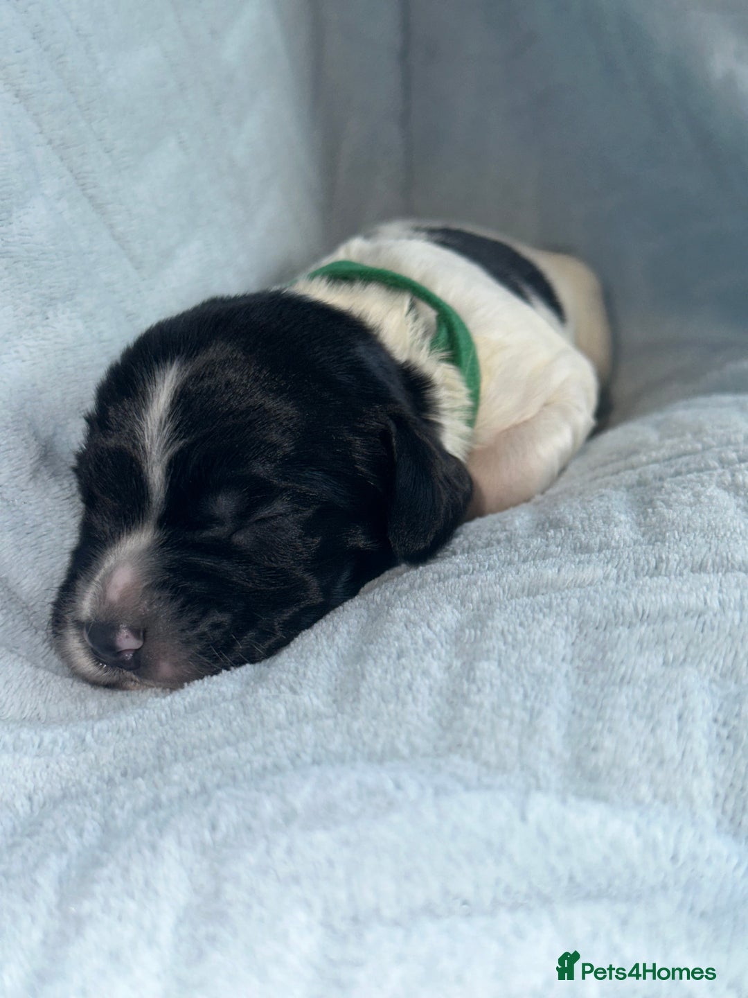 English Springer Spaniel dogs for sale: English springer spaniel.Ready to leave 21/11/25 - Image 30