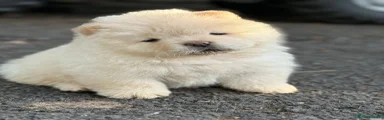 Chow Chow 1