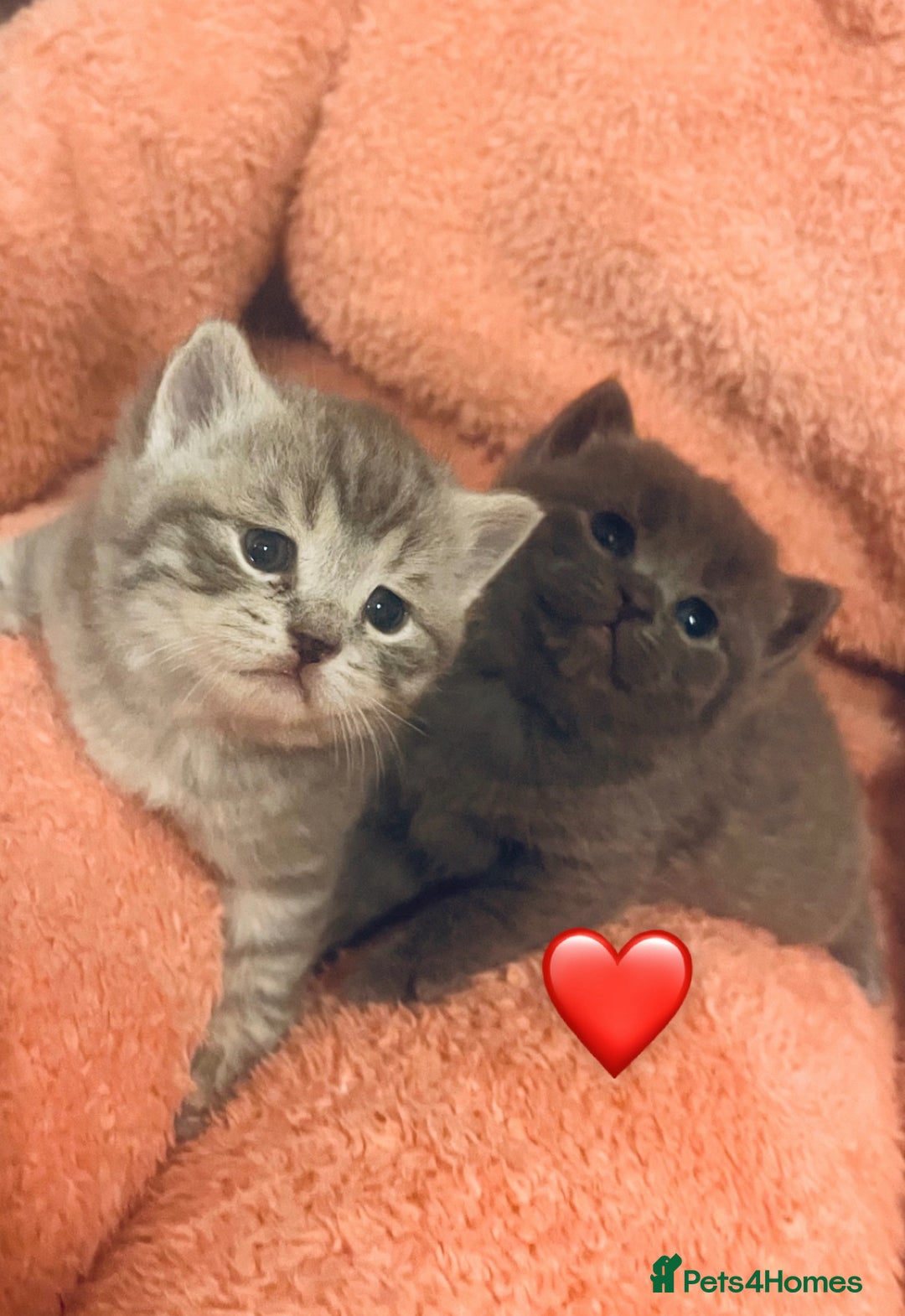 British Shorthair cats for sale: 2 beautiful British Shorthairs for sale  - Advert 7