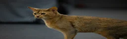 Abyssinian cats for sale: Everybody’s favourite 🤍 - Advert 4