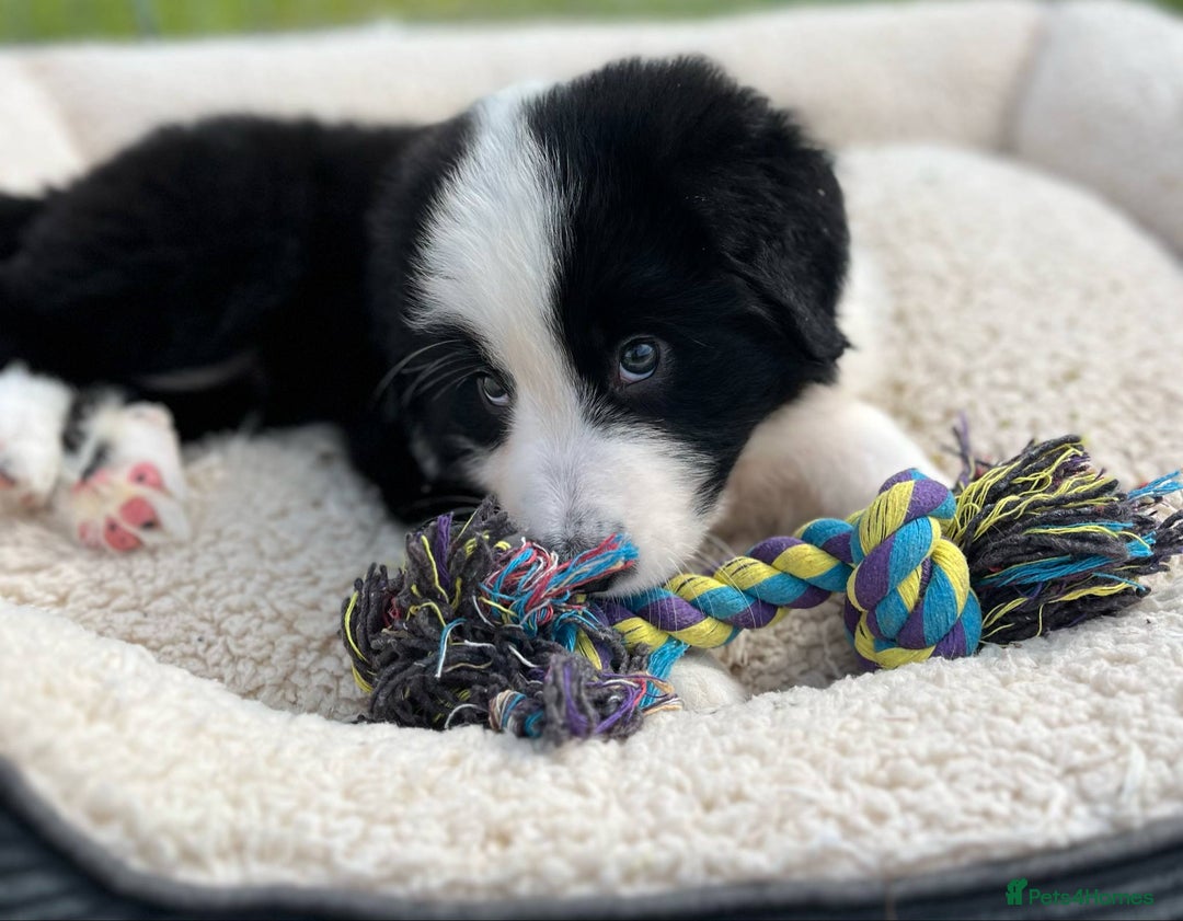Bernese Mountain Dog dogs for sale: Stunning Chunky Bordernese Puppies - Image 15