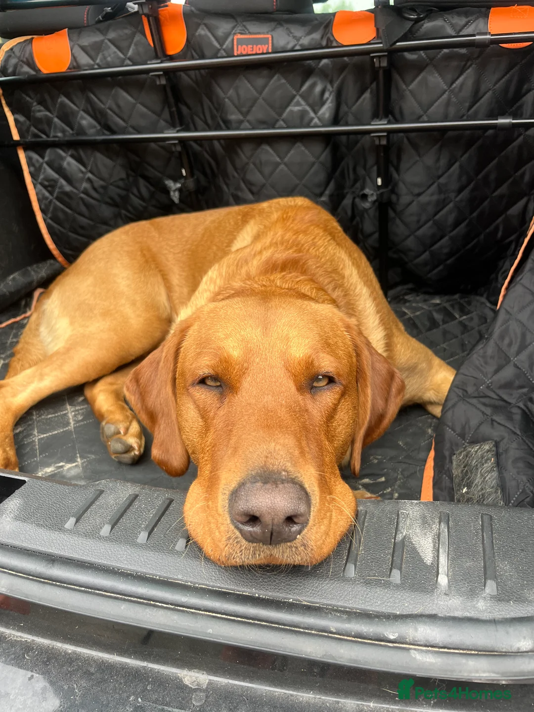 Labrador Retriever dogs for stud: Fox Red Labrador - Advert 5