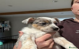 Mixed Breed dogs for sale: Stunning Border Heeler Puppies - Image 3