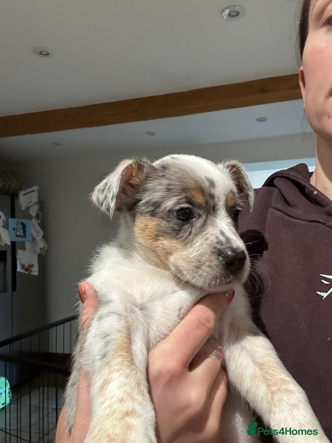 Mixed Breed dogs for sale: Stunning Border Heeler Puppies - Image 3