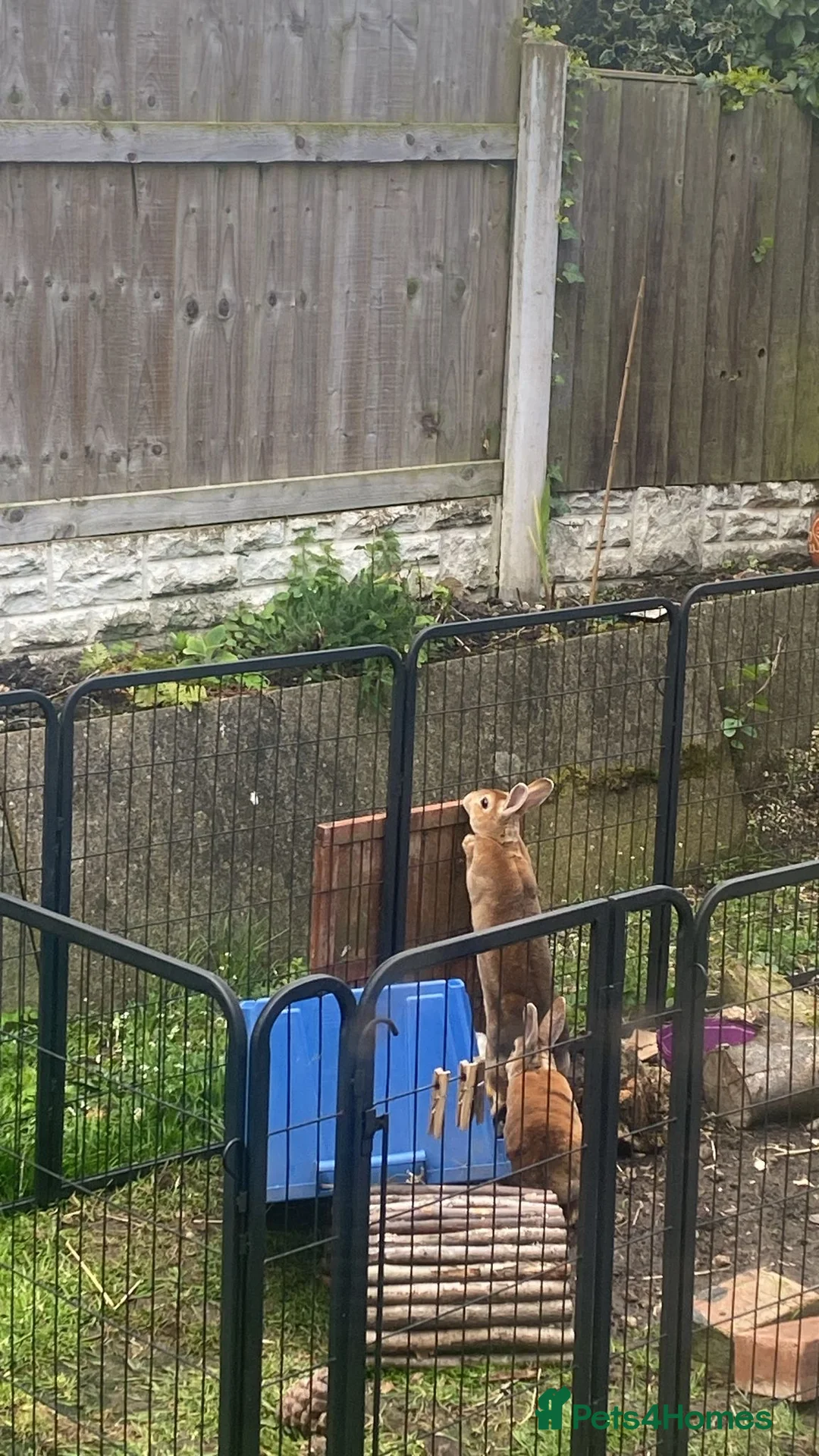 Rex rabbits for sale: Bonded Red Rex doe’s for sale  in Holywell - Advert 2