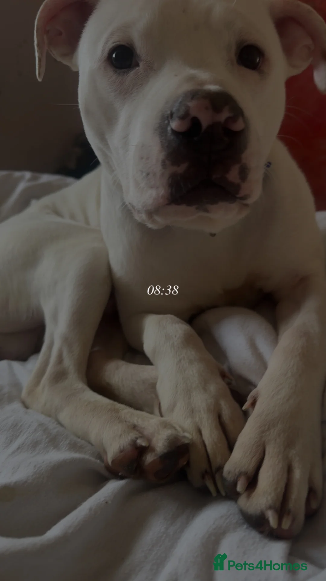 Mixed Breed dogs for sale: Staffy cross  in Galashiels - Advert 2