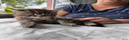 Mixed Breed cats for sale: Beautiful kittens - Advert 2