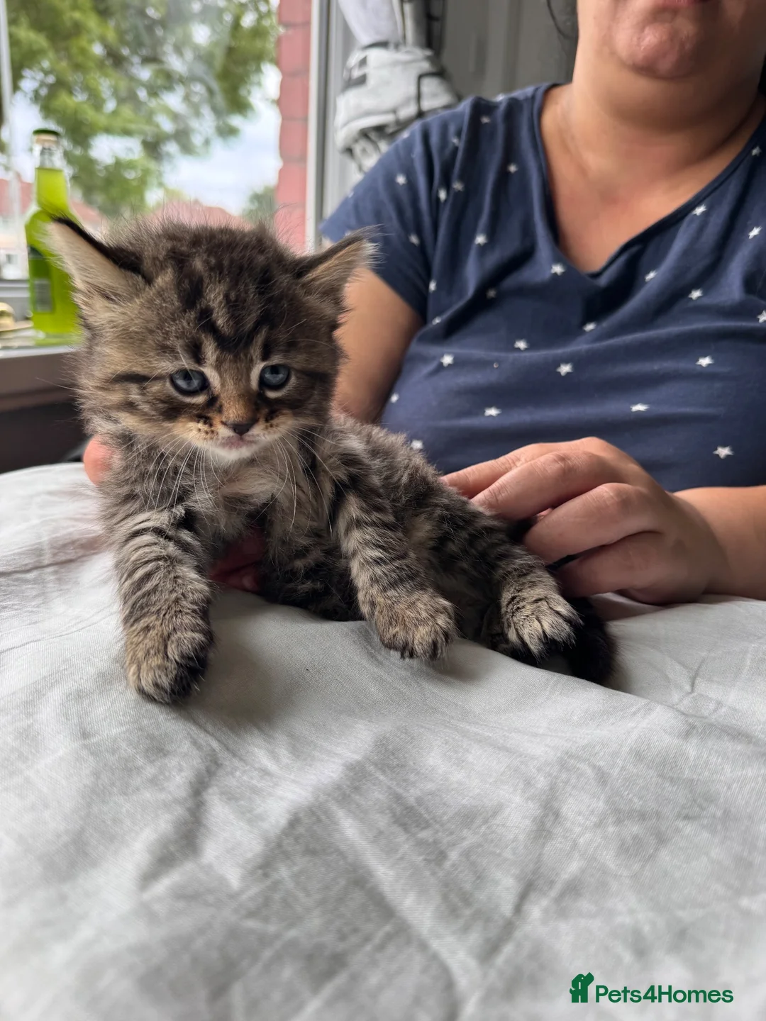 Mixed Breed cats for sale: Beautiful kittens - Advert 2