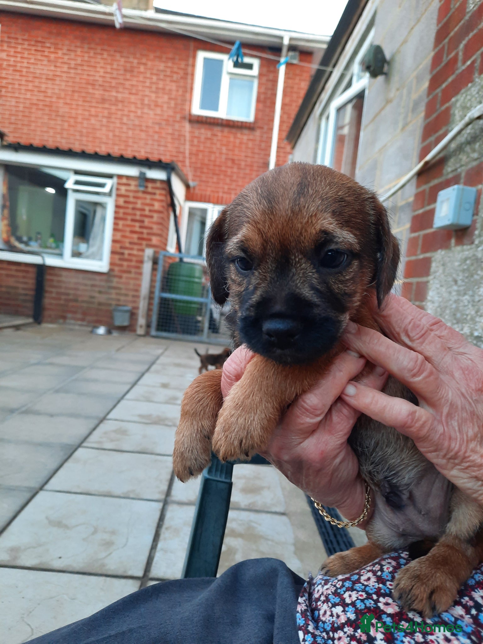 Border Terrier dogs for sale: border terrier puppies - Advert 2