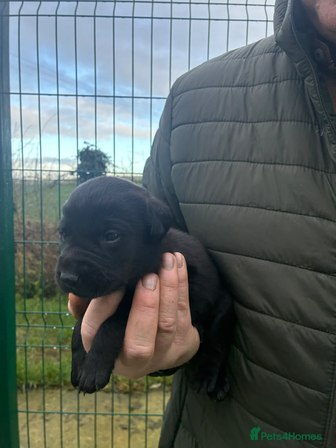 Labrador Retriever dogs for sale: Five Star Council Registered Breeder  Litter - Advert 3
