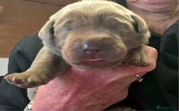 Labrador Retriever dogs for sale: Gorgeous KC Silver Labrador Puppies. - Image 10