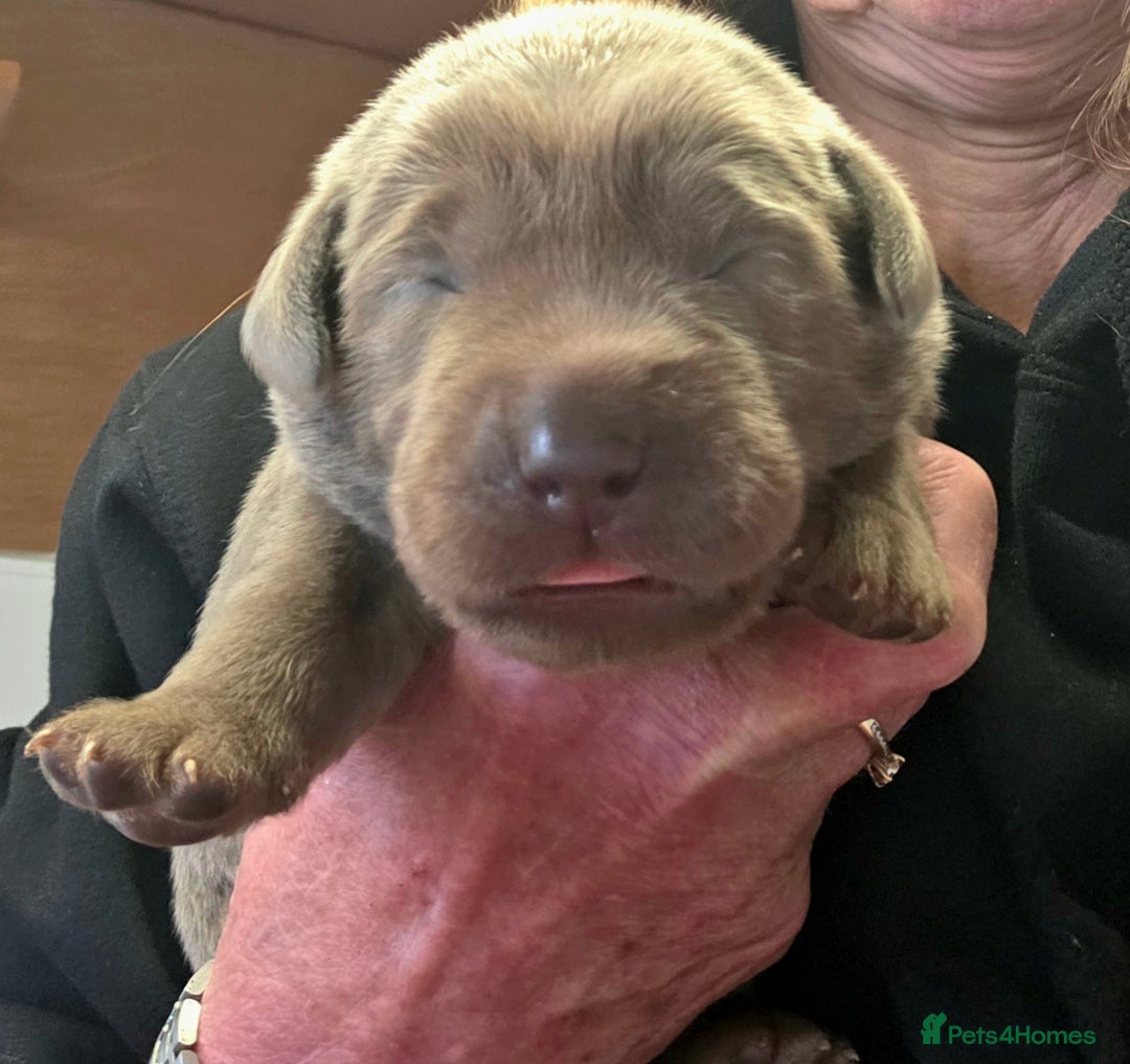 Labrador Retriever dogs for sale: Gorgeous KC Silver Labrador Puppies. - Image 10