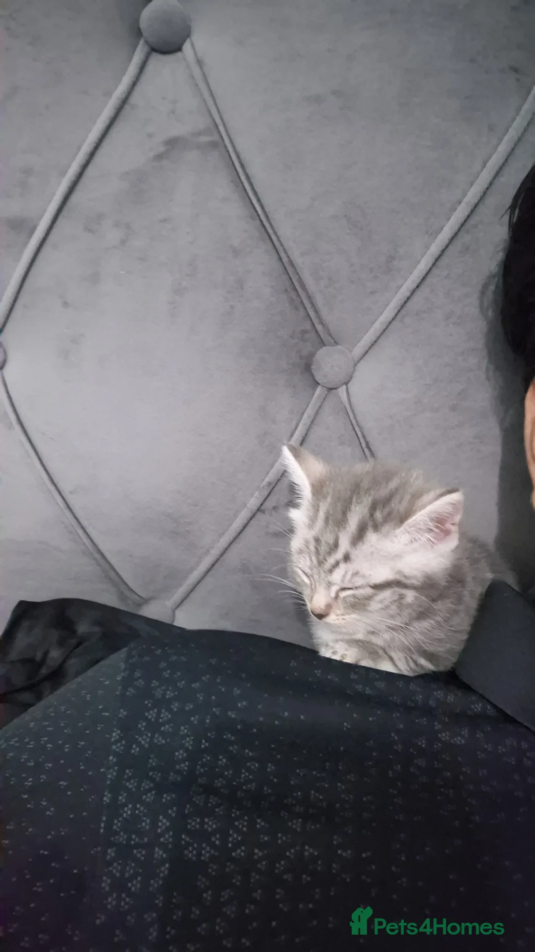 British Shorthair cats for sale: Adorable British shorthair silver tabby  - Advert 2