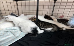 Turkish Angora cats for sale: ⭐️ Beautiful Turkish Angora X Bengal kittens ⭐️ - Image 15