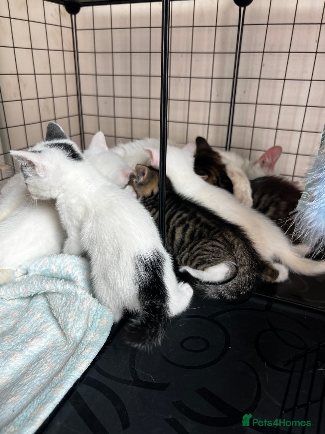 Turkish Angora cats for sale: ⭐️ Beautiful Turkish Angora X Bengal kittens ⭐️ - Image 15