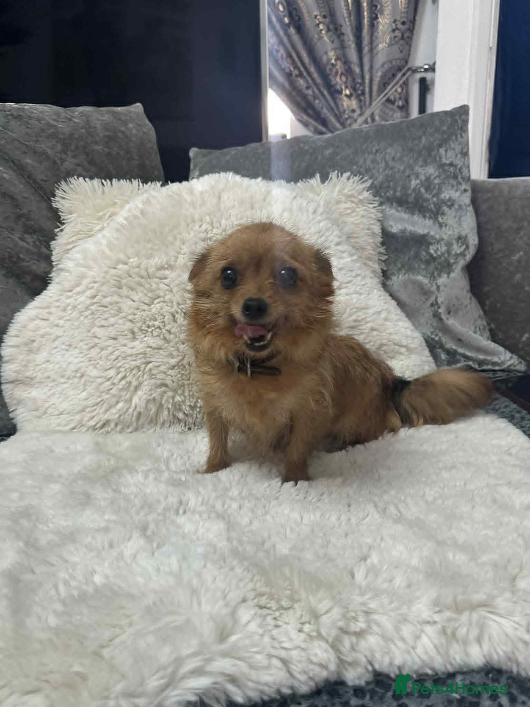 Chihuahua dogs for sale: chihuahua puppies - Image 7